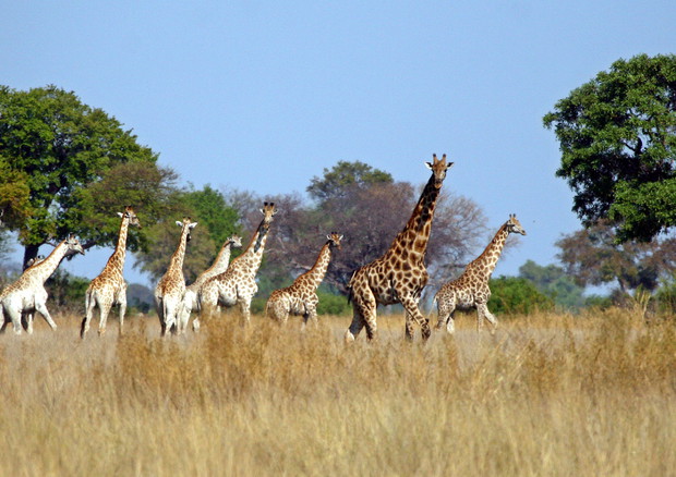 Giornata mondiale della biodiversità © ANSA