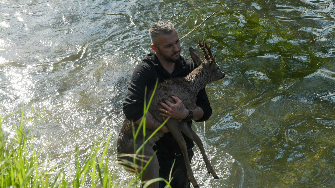 Salvataggio di un capriolo nel Naviglio della Martesana