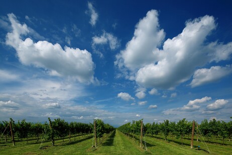 Vigneti di prosecco