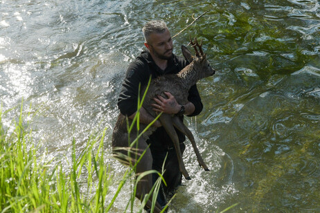 Salvataggio di un capriolo nel Naviglio della Martesana
