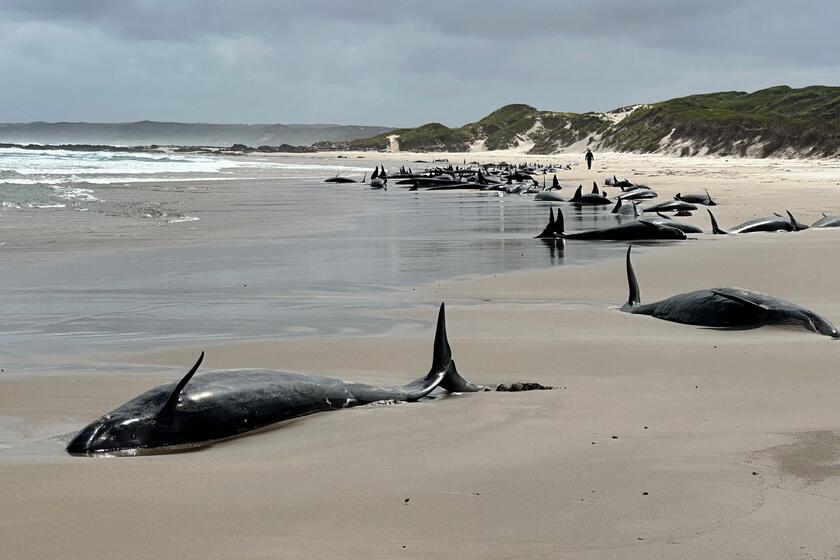 Australia, oltre 150 delfini 'spiaggiati' in Tasmania