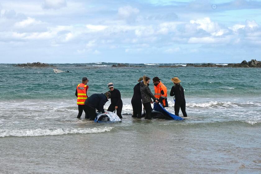 Australia, oltre 150 delfini 'spiaggiati' in Tasmania