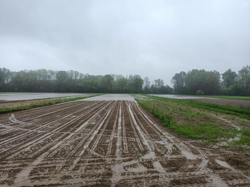 Coldiretti, campi sott'acqua in Piemonte oltre 2 milioni i danni