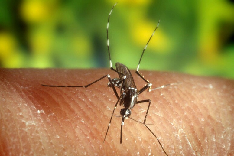 Malaria, bene i primi test di un nuovo vaccino basato su parassita  'Ogm ' - RIPRODUZIONE RISERVATA