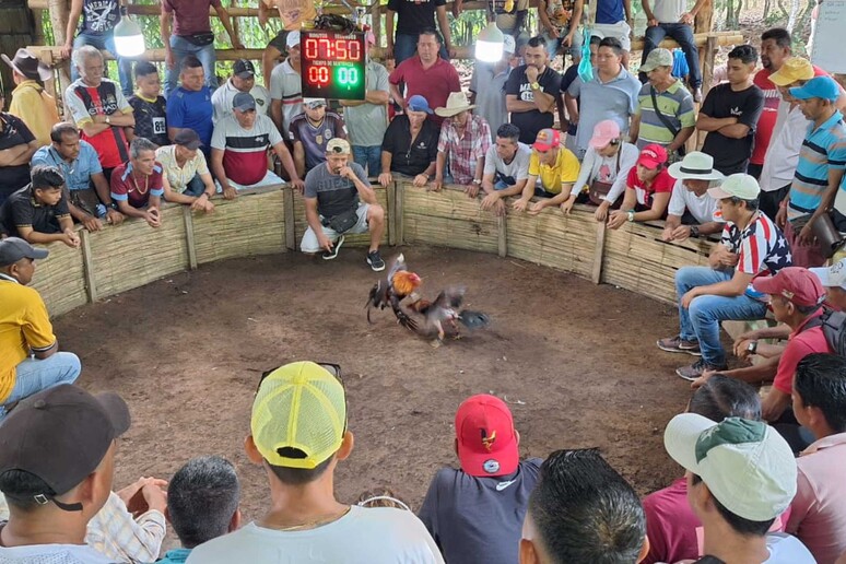 Matanza feroz en riña de gallos en Ecuador - RIPRODUZIONE RISERVATA
