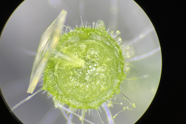 I ricercatori hanno testato i microaghi su delle piante di pomodoro per somministrare ferro e vitamina B12 (fonte: Courtesy of Benedetto Marelli via mit.edu) - RIPRODUZIONE RISERVATA