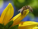 Parassiti, pesticidi ed eventi meteo estremi sono i peggiori nemici delle api (fonte: Pexels) (ANSA)