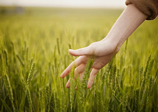 Le raccomandazioni della Commissione all'Italia: fare di più su clima e remunerazione agricoltori (ANSA)