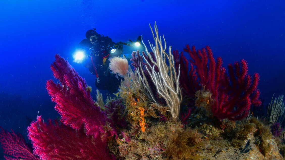 Greenpeace monitora le condizioni dei fondali in Sicilia - RIPRODUZIONE RISERVATA