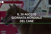 Il 26 agosto la giornata mondiale del cane