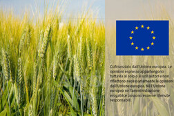 Eurostat, prezzi agricoli in aumento +2,2% a fine 2024