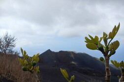 La vegetazione nell'area del vulcano&nbsp; (fonte: Michele Di Musciano)