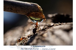 La foto premiata al concorso Obiettivo acqua (ANSA)