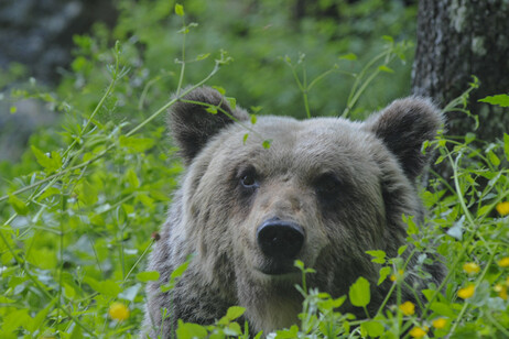 Orso bruno marsicano (foto Parco Nazionale d'Abruzzo)