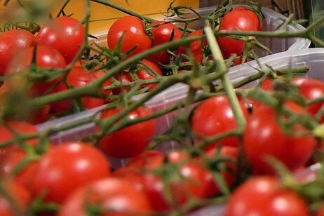 Pomodorino ciliegino crudo