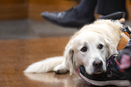 Un cane guida in una foto di archivio