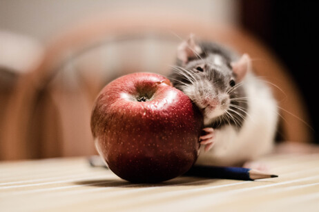 Poche calorie e i geni giusti aiutano a vivere più a lungo, indica una ricerca sui topi (fonte: Sasha the Okay Photographer da Flickr CC BY 2.0)