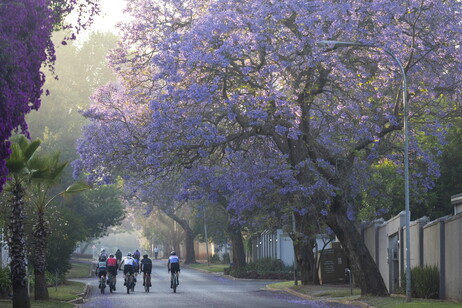 South Africa Jacaranda trees bloom in Johannesburg