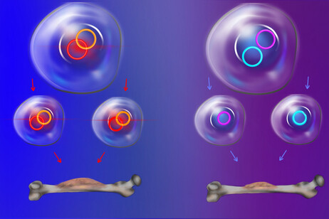 Gli ecDna che si appaiano&nbsp;tendono ad essere ereditati insieme e promuovono più facilmente la crescita delle cellule tumorali (fonte:&nbsp;Emily Moskal/Stanford Medicine)