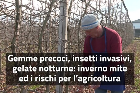 Agricoltura a rischio a causa di gemme precoci, insetti invasivi e gelate notturne