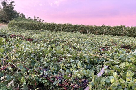 Ok Ue a 37,4 milioni agli agricoltori italiani