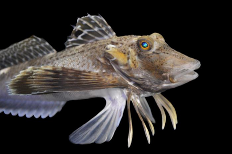 Le zampe di alcune specie di gallinelle di mare, come Prionotus carolinus, sono ricoperte di papille sensoriali (fonte:&nbsp;Anik Grearson)