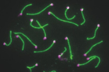 diversi geni del cromosoma Y, se rimossi, impediscono ai topi di riprodursi con successo (fonte: Jeremie Subrini)