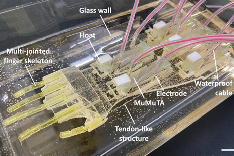 Gli elettrodi d'oro inseriti ai lati della mano bioibrida trasportano una corrente elettrica che contrae i muscoli (fonte: X. Ren, Y. Morimoto and S. Takeuchi, 2025/ Science Robotics)