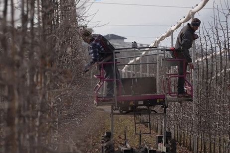 Melicoltore ammalato, lanciata potatura solidale per salvare le sue piante