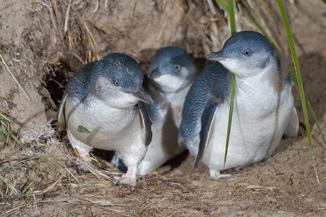 Una famiglia di pinguini Eudyptula minor in Australia (fonte: JJ Harrison (https://www.jjharrison.com.au/) da Wikimedia CC BY-SA 3.0)