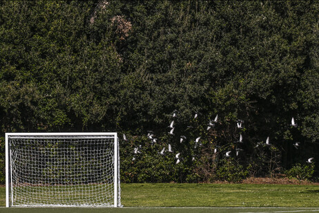 Insulti razzisti in campo, squadra abbandona la partita