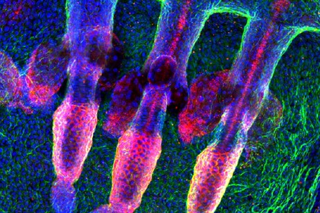 Cellule della pelle di topo (fonte: Claire Cox e Michaela Frye, Wellcome Trust Centre For Stem Cell Research, University of Cambridge)