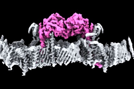 È stata osservata per la prima volta l'esatta struttura della proteina Pink1 e come si attacca ai mitocondri (fonte:&nbsp;WEHI)