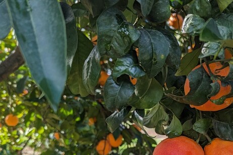 L'Arancia Rossa di Sicilia Igp