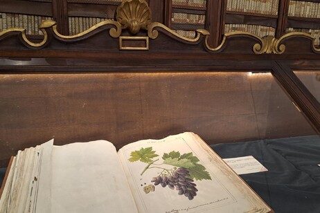 il vino in mostra alla Biblioteca Casanatense