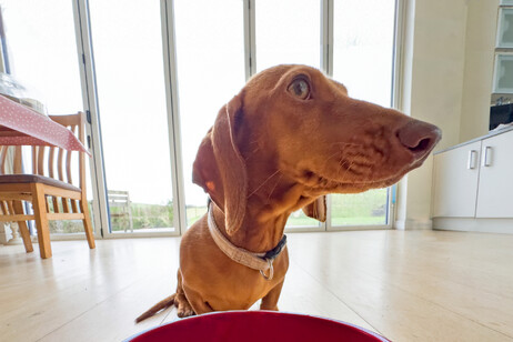 Un bassotto pronto a pranzare foto iStock.