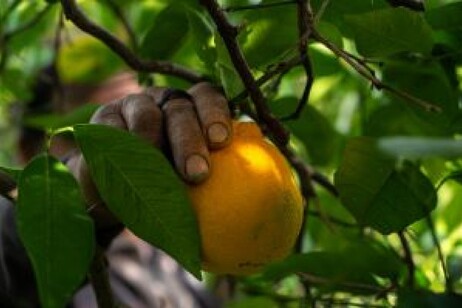 'Giusto prezzo' dei cibi, il settore bio chiede costi trasparenti