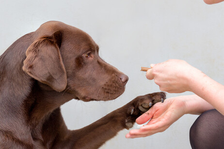 Trovati geni legati all'obesità comuni ai cani e agli esseri umani fonte: University of Cambridge)