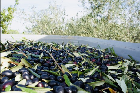 Olio extravergine, a Roma i riconoscimenti del Premio Biol