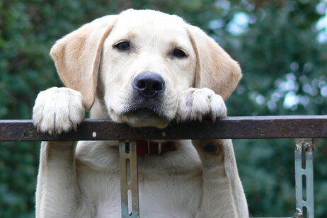 Lo studio ha analizzato 670 Labrador retriever (fonte: Pixabay)