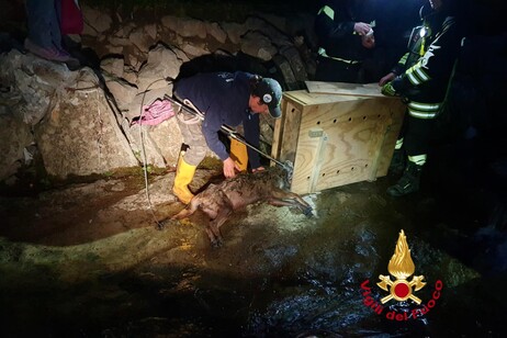 Lupo muore dopo esser stato soccorso vicino a una discarica