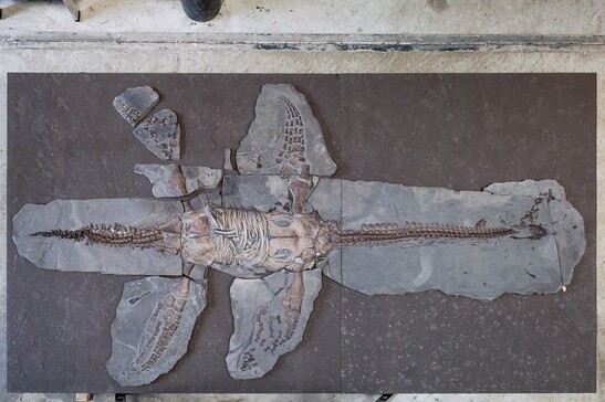 Il fossile di plesiosauro ritrovato a Holzmaden, in Germania (fonte: Klaus Nilkens/Urwelt-Museum Hauff 