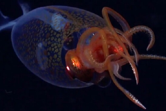 Il cucciolo di calamaro colossale (fonte: ROV SuBastian/Schmidt Ocean Institute)
