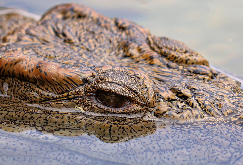 Opening of the Dubai Crocodile Park © ANSA/EPA