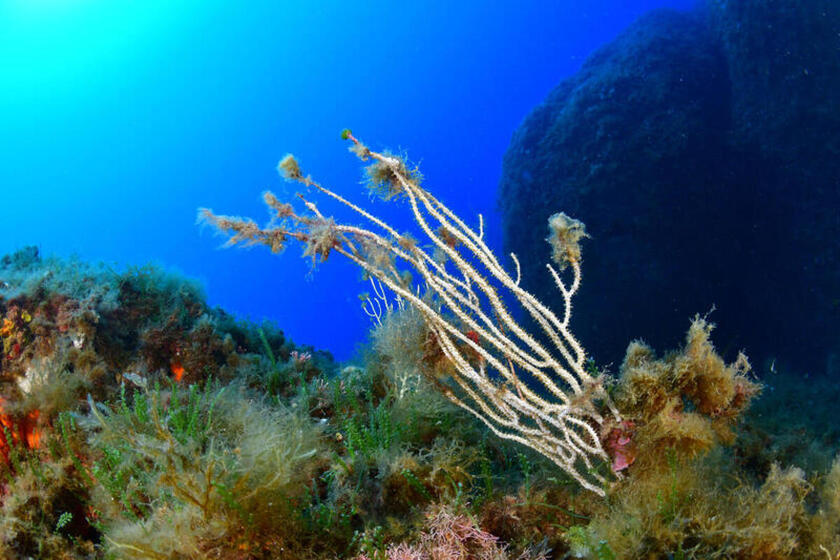 Greenpeace monitora le condizioni dei fondali in Sicilia - RIPRODUZIONE RISERVATA