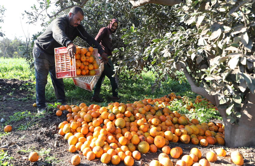 Oranges production in Egypt © ANSA/EPA