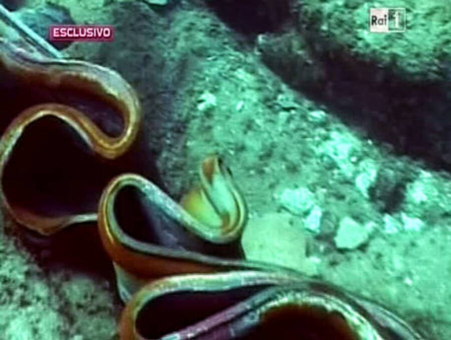 Un sommozzatore in missione nelle acque dell'Isola del Giglio per i rilievi sul relitto e sul  fondale osserva pezzi di lamiera e di vernice staccatosi dopo l'urto della nave © Ansa