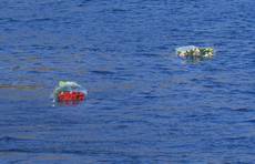 Concordia, un fiore nel mare del Giglio FOTO