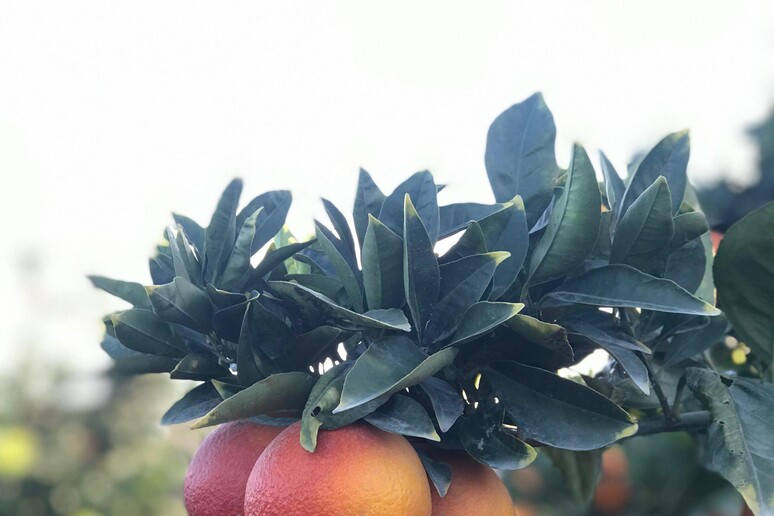 Arance rosse di Sicilia (foto Copyright Oranfrizer) - RIPRODUZIONE RISERVATA