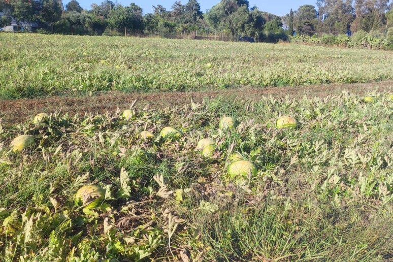 - RIPRODUZIONE RISERVATA